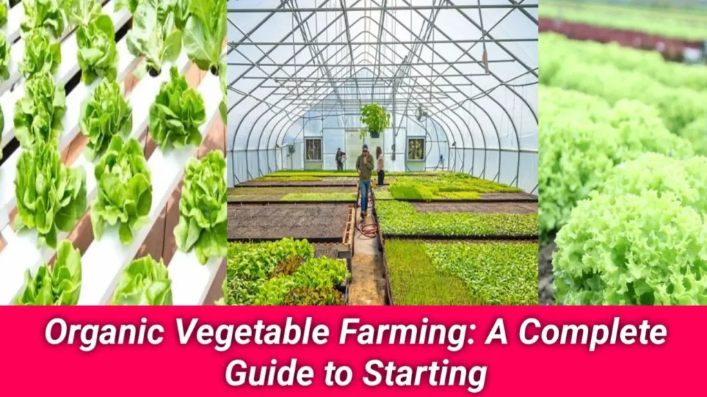 Organic Vegetable Farming: A Complete Guide to Starting, Growing, and Profiting in 2025, vegitable farm,
