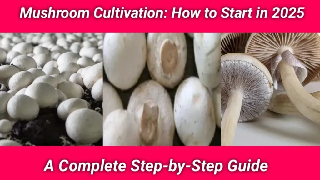 Mushroom cultivation,how to start mushroom cultivation business, mushroom business, business ideas, best business,