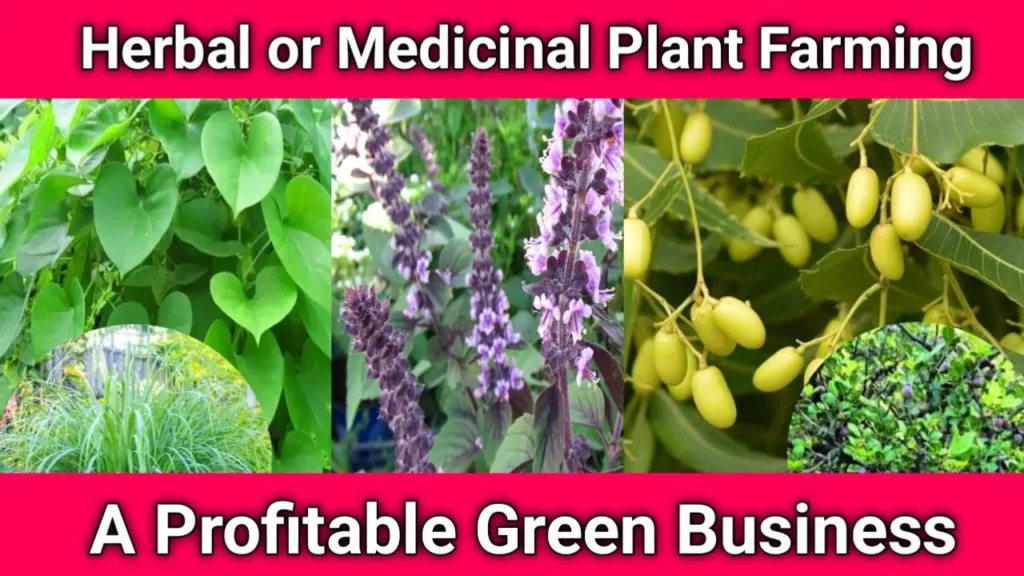 Herbal or Medicinal Plant Farming: A Profitable Green Business in 2025, business ideas, green business ideas,