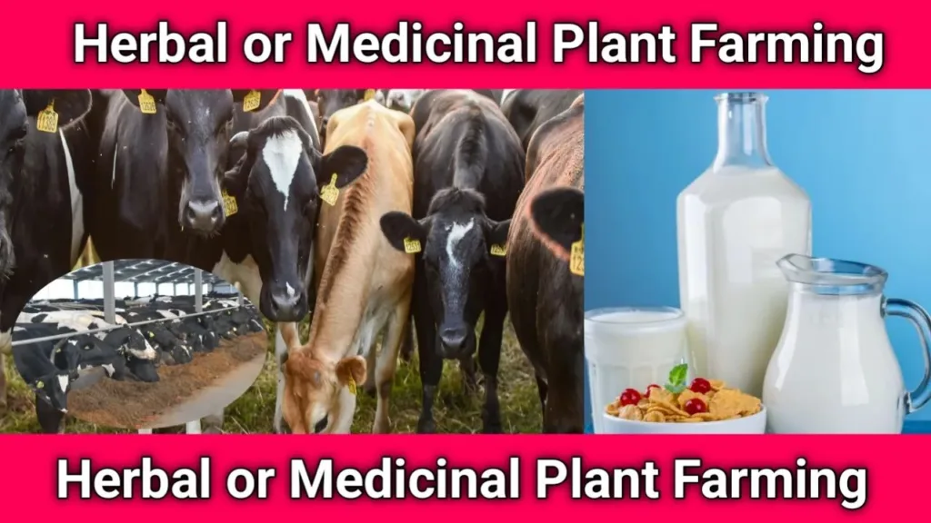 Dairy Farming: The Evergreen Rural Business in 2025, milk business, business ideas,new business ideas,dairy milk,